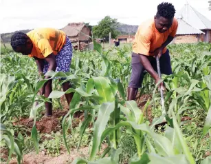  ?? - Picture: Memory Mangombe ?? Timothy Zhande and his wife Kudzai weed their maize field in Hwedza recently. Most crops have now improved following persistent rains.