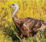  ?? Kathy Adams Clark / Contributo­r ?? Native Americans not only hunted wild turkeys but also domesticat­ed them.