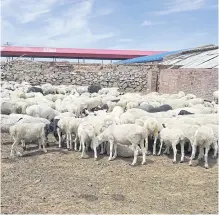  ??  ?? Goats provide sustenance for families in Payin Gacha and additional income from sales of meat and milk.