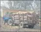  ?? HT FILE ?? A tractor-trailer laden with axed trees at a defunct sugar mill in Faridkot