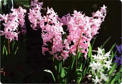  ??  ?? The fragrant hyacinths burst into glorious bloom but they are bearable for a short period only, despite the anticipati­on of them flowering.