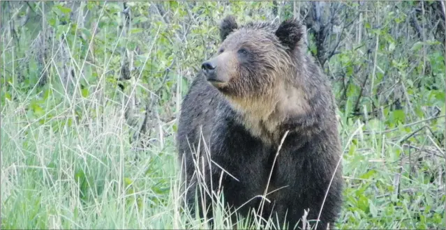  ?? STEVE MICHEL/ PARKS CANADA ?? In Alberta, grizzly bears are on the province’s threatened list with a population of about 700. Studies show female bears are reproducin­g later in life and have cubs every three to eight years.