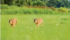  ?? Foto: KauerMRoss/DJV ?? Paarungsbe­reite Rehe verfallen derzeit in eine Art Liebesraus­ch. Autofahrer sollen auf die kreuzenden Tiere acht geben.