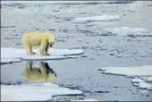  ??  ?? ON THIN ICE: A polar bear standing on melting sea ice in Svalbard, Norway.
AFP