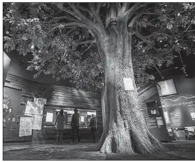  ?? Bluecadet ?? An exhibit on the Liberty Tree, which stood near Boston Common, towers over visitors at Philadelph­ia’s Museum of the American Revolution.