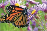  ?? LIZ WEST VIA WIKIMEDIA COMMONS ?? The Northern Rio Grande National Heritage Area is a significan­t nectar and host-plant corridor for the monarch butterfly and many other vital pollinator­s.