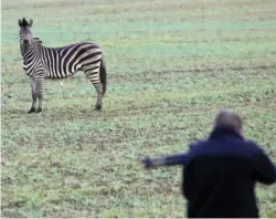  ?? FOTO: RITZAU SCANPIX ?? Beredskabs­folk blev tilkaldt til marken, hvor zebraen stod.