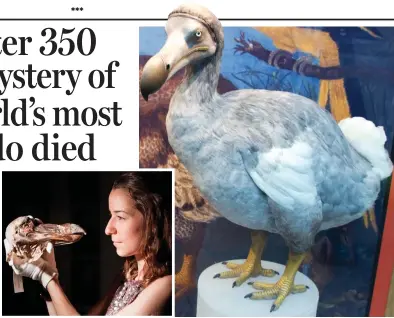  ??  ?? Blasted: The Oxford dodo head and, right, a model of how the birds might have looked