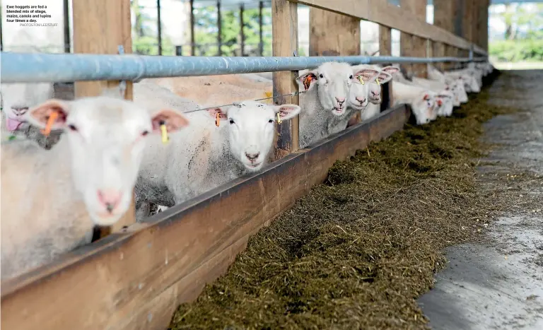  ?? PHOTOS:TOM LEE/STUFF ?? Ewe hoggets are fed a blended mix of silage, maize, canola and lupins four times a day.