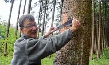  ?? Foto: Indrich ?? Gerhard Steger vom Wertinger Amt für Ernährung, Landwirtsc­haft und Forsten an einem Käferbaum, der vom Buchdrucke­r be fallen ist.