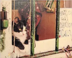  ??  ?? Kim Opheim, “Abandoned Cat,” photograph­ic image.