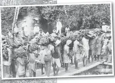  ?? Picture: www.girmit.org (Courtesy of Fiji Museum) ?? Labourers make their way to a makeshift dock to load bananas.