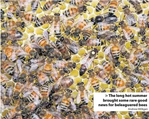  ?? Andrew Milligan ?? &gt; The long hot summer brought some rare good news for beleaguere­d bees