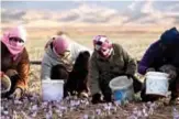  ??  ?? Iranian women pick up saffron flowers at a field in Khorasan province of northeaste­rn Iran.