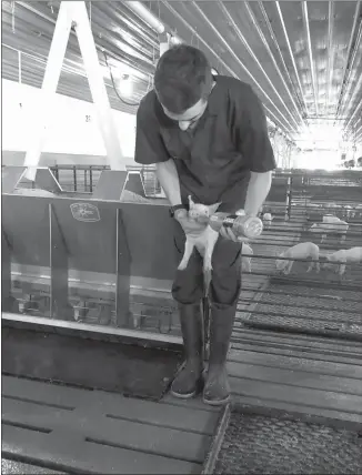  ?? Photo courtesy Tim Chancellor ?? Above, a piglet is fed by Isak Chancellor at Thomas Livestock Company, LLC.