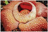  ?? ?? Flower of the parasitic plant Rafflesia (Rafflesia keithii), the corpse flower, Borneo, which features in the series