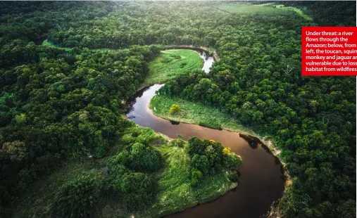  ??  ?? Under threat: a river flows through the Amazon; below, from left, the toucan, squirrel monkey and jaguar are vulnerable due to loss of habitat from wildfires.