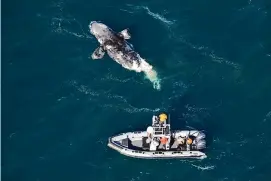  ?? Associated Press ?? This photo provided by the Georgia Department of Natural Resources shows a crew assessing a dead juvenile right whale about 20 miles off Tybee Island, Ga., on Wednesday.