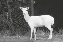  ?? KARL MONDON/BAY AREA NEWS GROUP ?? The sole survivor of a once large herd of fallow deer, seen Feb. 1, lives out her days in a pen at Mount Madonna County Park near Watsonvill­e.