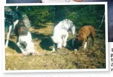  ??  ?? Le 12 mai 2011 à La Sarre, ces trois pitbulls (en mortaise) avaient attaqué la jeune Mégan Dubé, alors âgée de 12 ans, la blessant gravement aux jambes et à la poitrine.