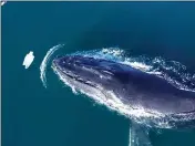  ?? MARK GIRARDEAU-NEWPORT COASTAL ADVENTURE ?? A humpback whale swimming about three miles off the Huntington Beach coastline encounters a plastic bag, one of many pieces of trash it encountere­d during its recent visit.