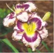  ?? NORMAN WINTER/TNS ?? Rainbow Rhythm Sound of My Heart made its debut this year and looks like a competitio­nquality daylily.