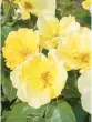  ?? STAR ROSES AND PLANTS ?? Easy Bee-zy Knockout Roses attract butterflie­s and bees.