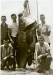  ??  ?? El récord mundial de pesca con caña homologado por la IGFA es de 680 libras, algo así como 308,44 kg. Midió217,17 cm y fue capturado con una vara Calcutta y un reel Penn #67. Data del 20 de mayo de 1961 en Fernandina Beach, Florida. El pescador se llama Lynn Joyner y el encarne fue de spanish mackerel.