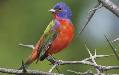  ?? ?? Painted buntings represent one population among dozens of Oklahoma species listed as “of concern.” Photo courtesy Jim Arterburn