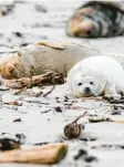  ?? Fotos: R. Krizak, dpa ?? Ein Robbenbaby liegt zusammen mit zwei erwachsene­n Robben im Sand an der Nordsee. Noch hat es sein flauschige­s, weißes Lanugofell.