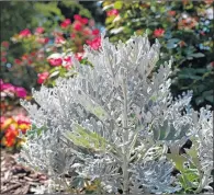  ?? AP PHOTO ?? A Dusty Miller in a front yard garden in Dallas, Texas.