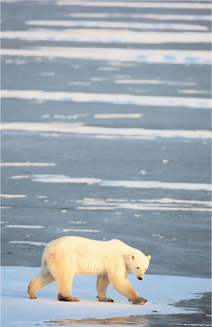  ??  ?? Unter dem Eispanzer der Arktis werden noch gewaltige Schätze vermutet – bis zu 13 Milliarden Tonnen Öl und fast 70 Billionen Kubikmeter Gas.