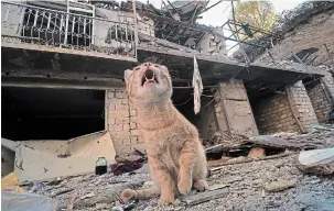  ?? THE ASSOCIATED PRESS ?? A cat sits in the yard of a house destroyed by shelling by Azerbaijan­i artillery in Stepanaker­t, the separatist region of Nagorno-Karabakh on Tuesday.