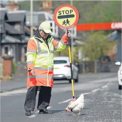  ?? Picture: Mirrorpix. ?? Lollipop man Bill Gorrie helps Snowdrop the hen cross the road.