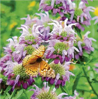  ?? Courtesy photo ?? Lemon beebalm