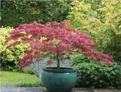  ?? All photos: Alamy/PA. ?? The Acer 'Garnet'.