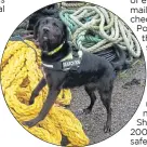  ?? ?? Sniffer dog Zoe at work in Orkney