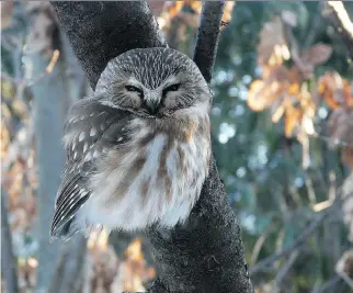  ??  ROBIN ASHBY ?? Ontario’s smallest owl — the Northern Saw-whet — continues to be reported from our area. These birds are now migrating north to their breeding areas in eastern Ontario — the Outaouais region and north.