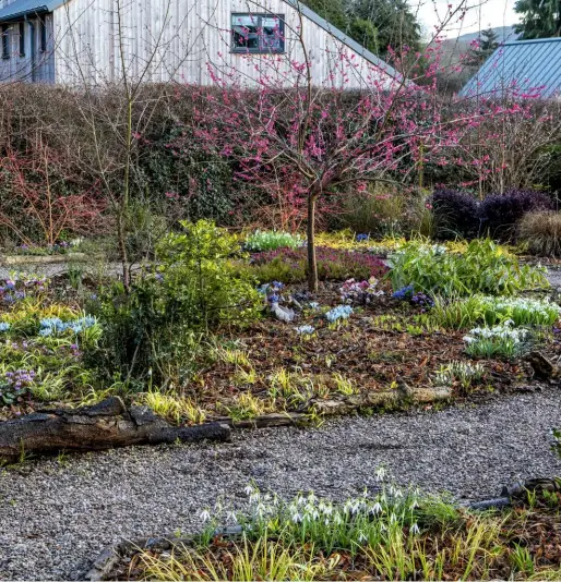  ??  ?? A small, deciduous Japanese apricot tree, Prunus mume ‘Beni-Chidori’, stretches its deep-pink bloomed branches across a winter bed at The Picton Garden and Old Court Nurseries, Worcesters­hire.
Iris reticulata ‘Katharine Hodgkin’ and the bright winter shoots of salix ‘Erythrofle­xuosa’ add more colour (left).
Helen and Ross with dog Maggie (far left).