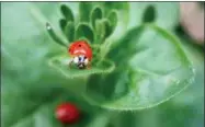  ?? DEAN FOSDICK VIA AP ?? This undated photo shows an adult ladybug taken on a property near New Market, Va.