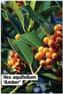  ?? ?? Ilex aquifolium ‘Amber’