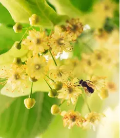  ??  ?? Linden
sind eine wichtige Nahrungsqu­elle für nektarsamm­elnde Insekten. Die Winterlind­e blüht Ende Juni. Geschmack und Geruch von Lindenhoni­g sind intensiv und gehen ins Minzig-Mentholart­ige.