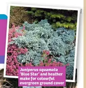  ??  ?? Juniperus squamata‘Blue Star’ and heather make for colourful evergreen ground cover