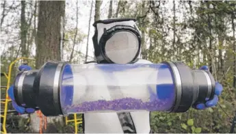  ?? AP FILE ?? Sven-Erik Spichiger, Washington state Department of Agricultur­e managing entomologi­st, displays a canister of Asian giant hornets vacuumed from a nest in a tree in Blaine, Washington, in 2020.