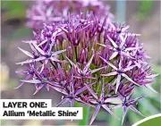  ?? ?? LAYER ONE:
Allium ‘Metallic Shine’