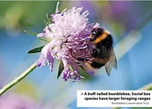  ?? Bumblebee Conservati­on Trust ?? A buff-tailed bumblebee. Social bee species have larger foraging ranges