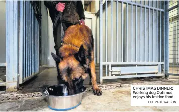  ?? CPL PAUL WATSON ?? CHRISTMAS DINNER: Working dog Optimus enjoys his festive food