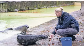  ?? FOTO: LESKOVAR ?? Pflegerin Karin Schwarze sorgt dafür, dass die vier Seehunde des Zoos sich Winterspec­k anfressen.