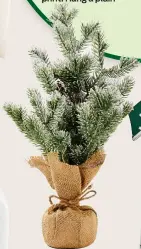  ?? ?? Large pine tree, €8 from Penneys