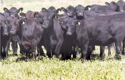  ?? ARCHIVO CLARIN ?? Prevenir. La alfalfa, y otras pasturas leguminosa­s, en esta época del año pueden provocar alteracion­es digestivas.